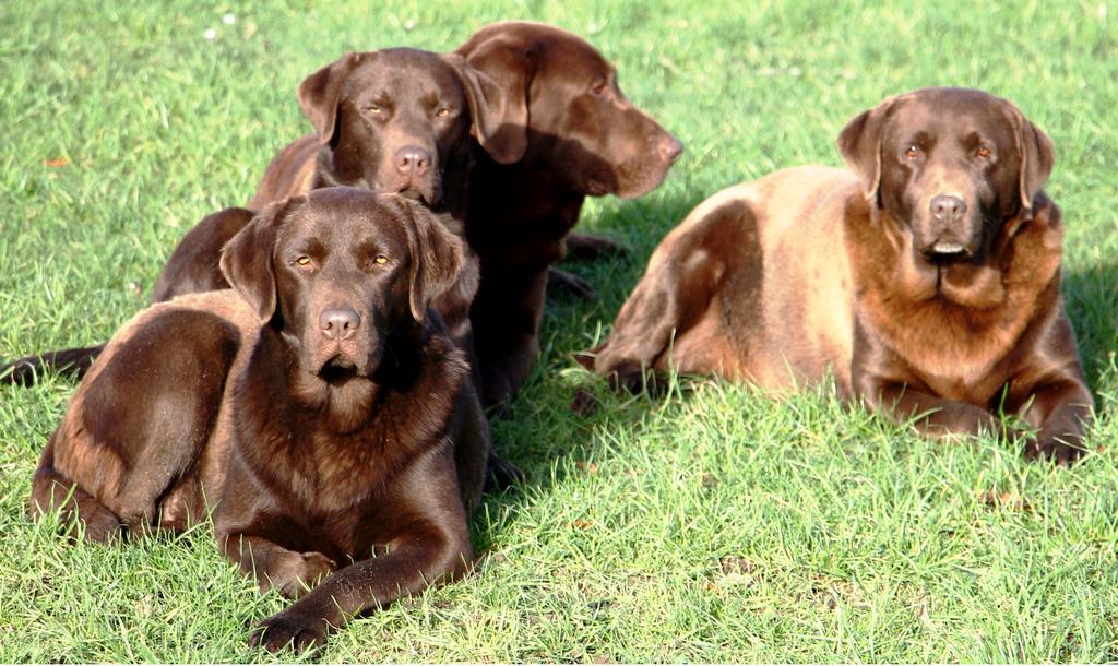 Gite Labradors De Bailly - Giverny Saint-Pierre-la-Garenne Luaran gambar